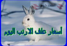 أسعار علف الارنب اليوم