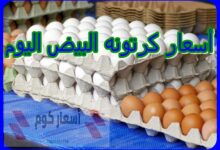 أسعار كرتونه البيض اليوم