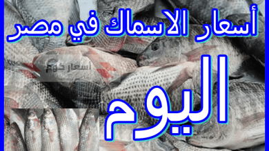 أسعار الأسماك اليوم في مصر
