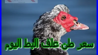 سعر علف البط اليوم