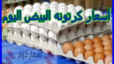 أسعار كرتونة البيض اليوم في مصر – بيض أبيض وأحمر وبلدي