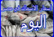 أسعار الأسماك اليوم في مصر