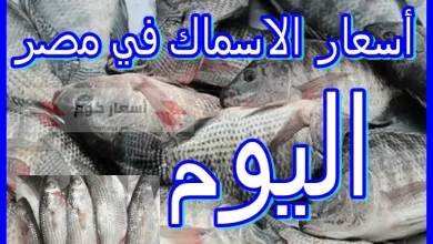 أسعار الأسماك اليوم في مصر