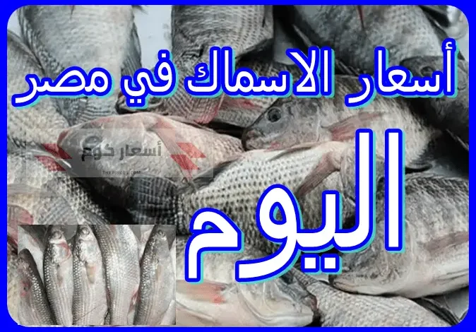 أسعار الأسماك اليوم في مصر