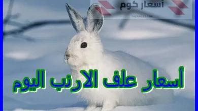 أسعار علف الارنب اليوم