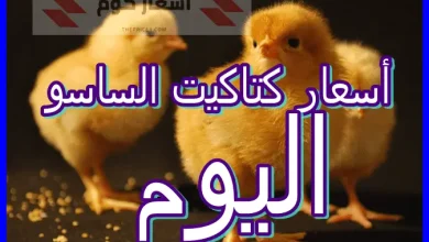 أسعار كتاكيت الساسو اليوم