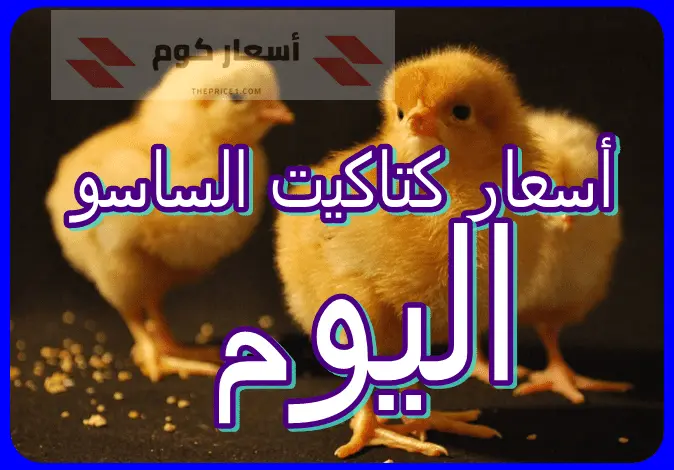 أسعار كتاكيت الساسو اليوم