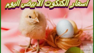 أسعار الكتكوت الأبيض اليوم