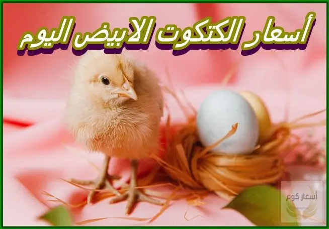 أسعار الكتكوت الأبيض اليوم