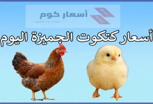 أسعار كتكوت الجميزة اليوم