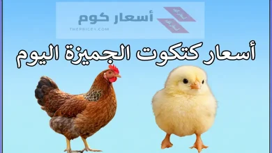 أسعار كتكوت الجميزة اليوم في مصر الأحد 22-03-2026 12 أسعار كتكوت الجميزة اليوم