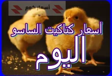 أسعار الكتكوت الساسو اليوم