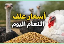 أسعار علف النعام اليوم